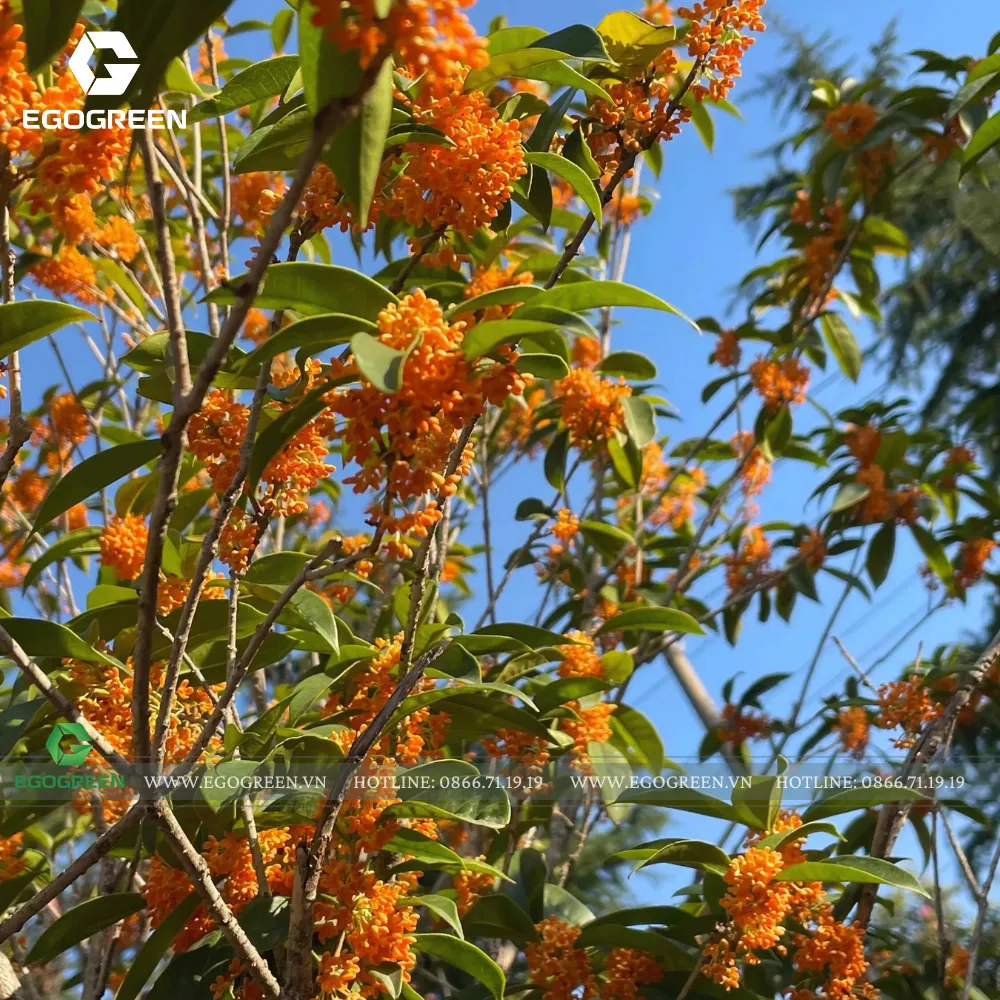 Cây mộc hương đem lại hương thơm dễ chịu cho cả gia đình.